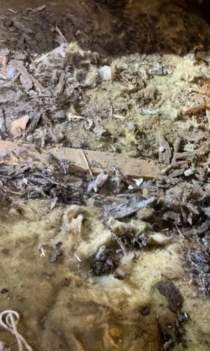 dryer vent cleaning 0272